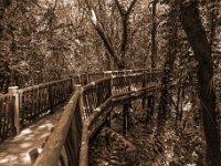 Ogród Botaniczny Lowveld Garden, las deszczowy